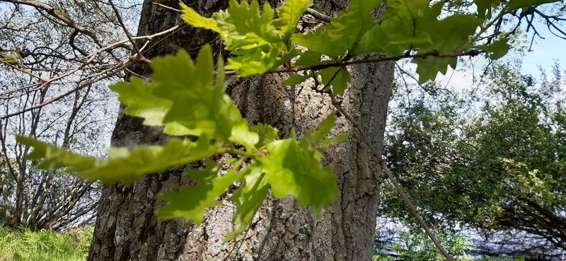 Photo de feuilles d'arbre