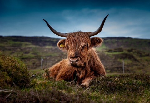 Trésors de Haute Bretagne, cache Plus vrai que nature ! Vache Highland